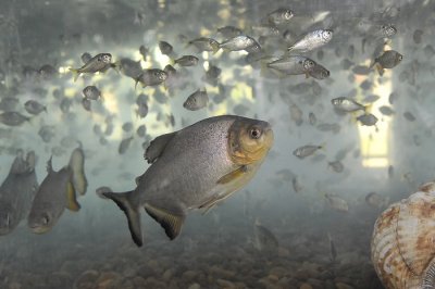 Medida adotada pelo Governo do Estado mira a preservao dos estoques pesqueiros dos rios. Foto: Divulgao