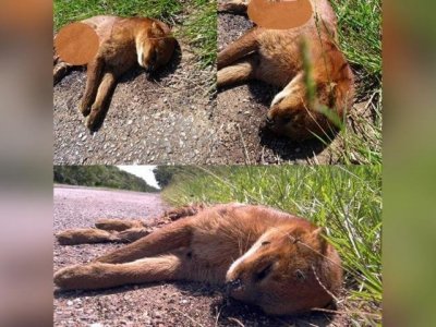 Gato-mourisco foi encontrado nas margens da BR 262. (Foto: Direto das Ruas)