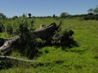 No lugar da floresta desmatada havia pastagem e criao de gado. (Foto: PMA/Divulgao)