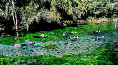 Flutuao no Rio Bonito, na Nascente Azul: cardumes de piraputangas, curimbas e piracanjuba - Fotos: Saul Schramm