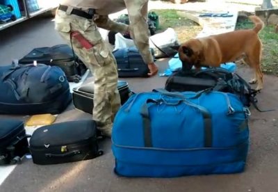 Cão faz revista em bagagem PF divulgação