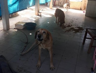 Um dos animais foi encontrado morto e os outros estavam doentes em casa, nesta tera (1).