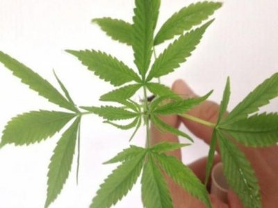 Folha da Cannabis (Foto: Divulgao/Policia Federal)