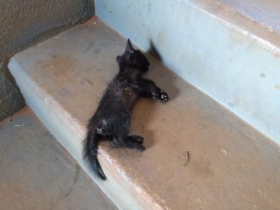 Mulher pisoteou no filhote e em seguida o jogou na escadaria - (Foto: Divulgao/PMA)