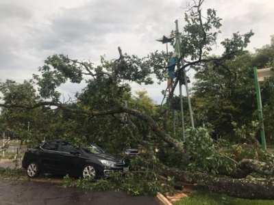 rvore caiu no incio da manh desta tera-feira no Parque dos Poderes. (Foto: Danielle Matos)