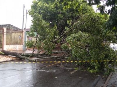 rvore caiu na manh deste sbado na Rua Thomas Edson. (Foto: Guilherme Correia)