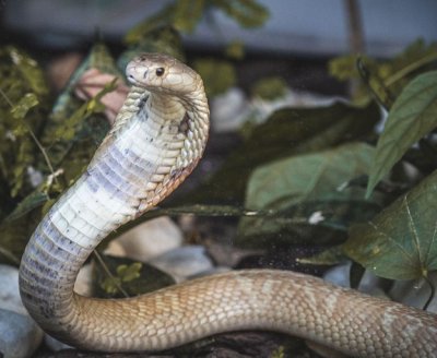 Foto: Ivan Mattos/Zoolgico de Braslia