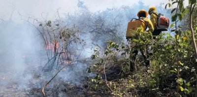 Fogo consome vegetao da Estrada Parque, em Corumb (Foto: Dirio Corumbaense)