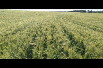 H alguns anos a segunda safra era de trigo, hoje o milho  predominante - Divulgao/EmaterRS