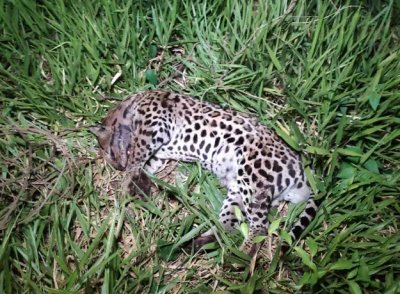 Felino era um macho e pesava entre 30 e 40 quilos. (Foto: Adilson Domingos)