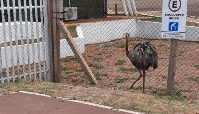 Polcia precisou montar plano de ao, por conta da velocidade do animal