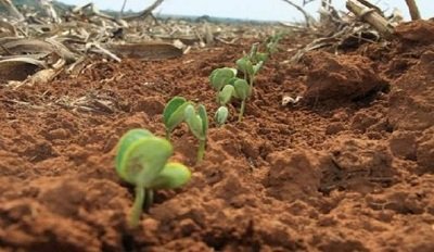 Agricultores de MS tem at 31 de dezembro para terminar plantio (Foto: Divulgao)