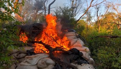 Droga foi destruda na rea da prpria fazenda. (Foto: Senad)