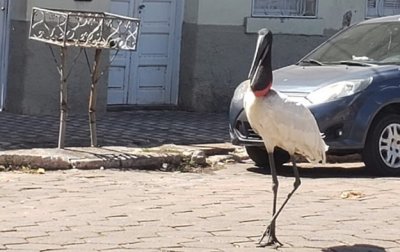 Foto de Dinho Mnaco cedida ao Dirio Corumbaense