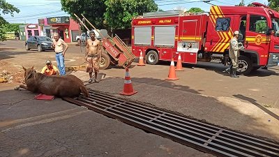 Corpo de bombeiros teve que ser acionado e precisou de um guincho para socorrer o animal - Sidney Lemos