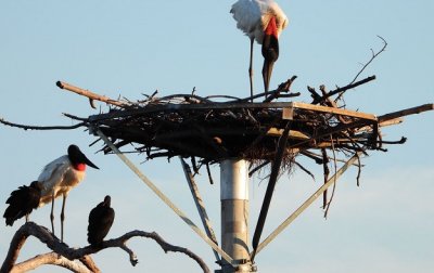 Foto: Walfrido Toms/Embrapa Pantanal