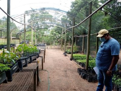 Atualmente, o viveiro tem cerca de 4 mil mudas disponveis, entre elas frutferas e nativas do cerrado.