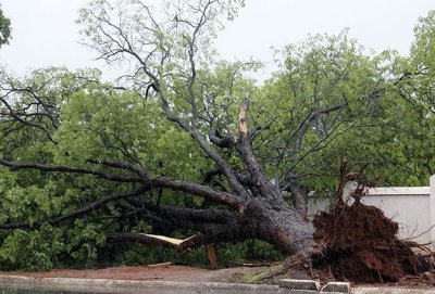 Foto: Chico Ribeiro (Queda de arvore registrada na Rua Treze de maio na Capital)