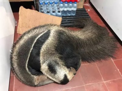 Animal aproveitou o local para descansar e tirar um cochilo. (Foto: O Pantaneiro)