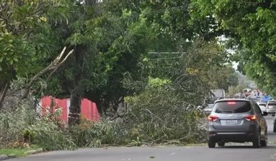 Galhos de rvore cai em Corumb, na magrudada desta sexta-feira (Foto: Anderson Gallo/Dirio Corumbaense)