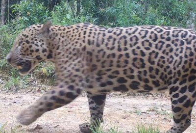 Foto: Programa Grandes Mamferos da Serra do Mar/Fundao Grupo Boticrio