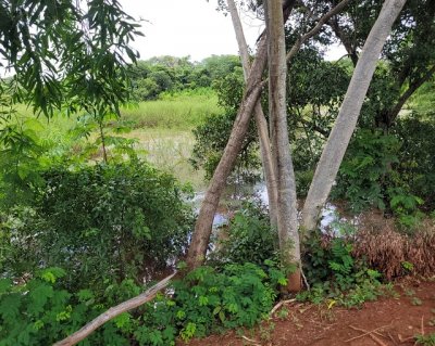 Foto Portal de Aquidauana - Pirizal j tem agua do rio Aquidauana