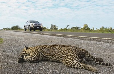 Jaguatirica atropelada na BR 262 - arquivo Governo de MS