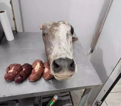 Carne clandestina pendura na propriedade rural onde comerciante foi preso (Foto: Divulgao/PCMS)