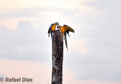 Animais merecem ateno especial (Foto Rafael Dias)