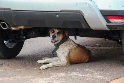 Cachorro embaixo de veculo no Bairro Santo Amaro. (Foto: Juliano Almeida)