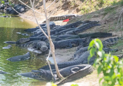 Animais costumam aparecer de manh e no fim da tarde. (Foto: Marcos Maluf)