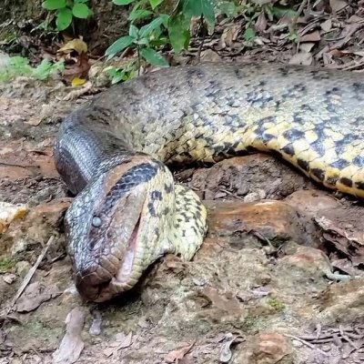 Sucuri, de 6,5 metros, foi encontrada morta no Rio Formoso (Foto: Reproduo)