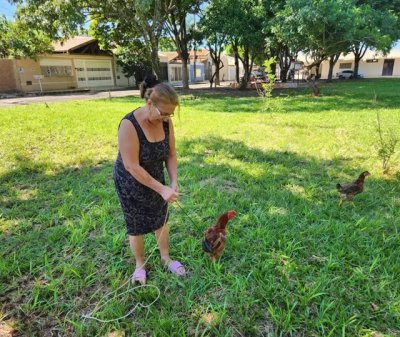 Antnia Coronel, 68 anos, com o galo amarado em cadaro na praa. (Foto: Geniffer Valeriano)