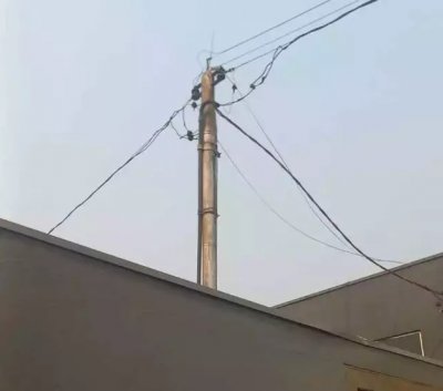 Gato foi encontrado em poste de imóvel fiscalizado durante operação (Foto: Direto das Ruas)