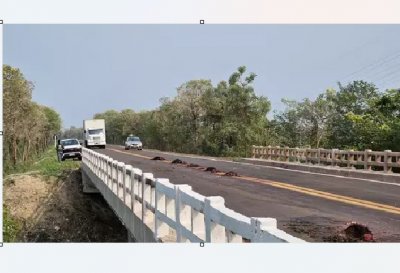 Queixadas mortas sobre ponte na BR-262 (Foto: Instituto Homem Pantaneiro)