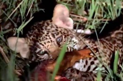 Essa  a segunda vez que Dakari  flagrada por guias de safari, no Pantanal  Foto: Reproduo/Rafael Del Petre