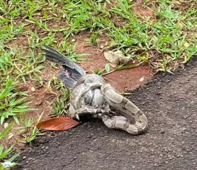 Cobra enrolada na ave, em gramado do Parque dos Poderes (Foto: Direto das Ruas)