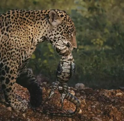 Arumita com tei vivo andando pela fazenda Caiman (Foto: Giovanna Leite)