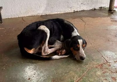 Baro foi encontrado encolhido na calada aps tomar chuva (Foto: divulgao / Decat)