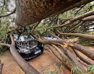 rvore de grande porte cada em cima de carro. (Foto: Nova News)