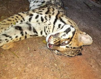Jaguatirica morta no cho, de olhos abertos (Foto: Direto das Ruas)