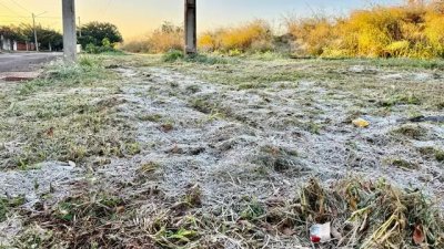 Vegetao esbranquiada e seca, em Rio Brilhante (Foto: Diego Batistoti/RB Notcias)