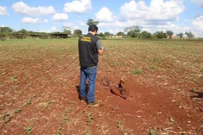 Restos mortais de Antnio encontrados em plantao. (Foto: Divulgao)