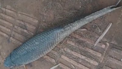 Caiu na rede � peixe! Pirarucu � encontrado morto em cal�ada do Rita Vieira